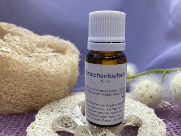 Latschenkiefer