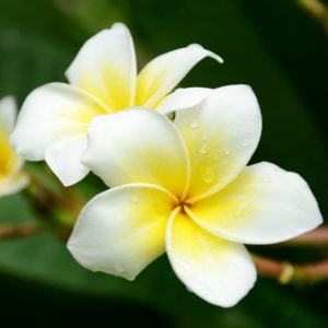 monoi_frangipani