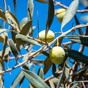 olives-gc6e823ec9_1920