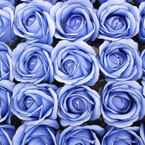 Rose blau mit schwarzem Rand