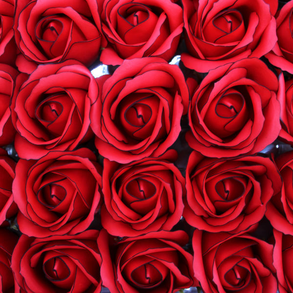 Rose rot mit schwarzem Rand
