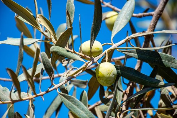 olives-gc6e823ec9_1920