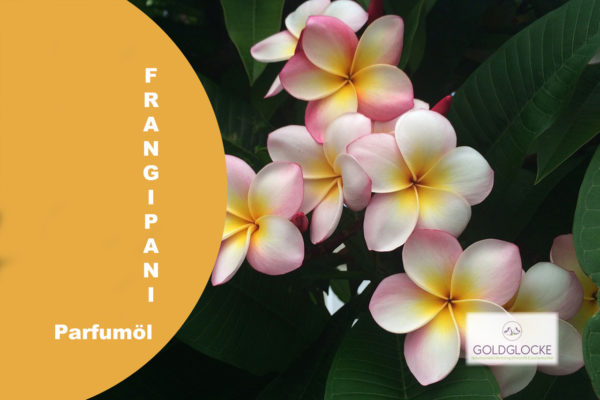 Frangipani