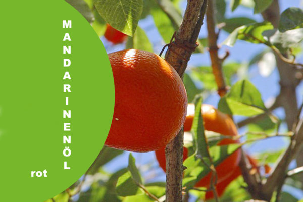 Mandarine rot