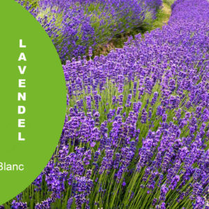 Lavendel MB