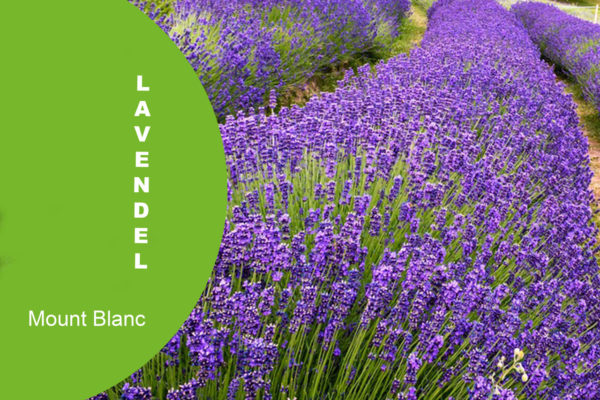 Lavendel MB