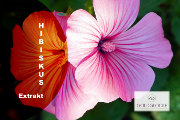 HibiskusHP