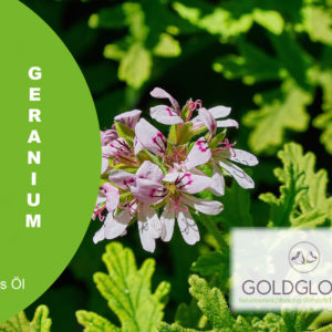 Geranium HP