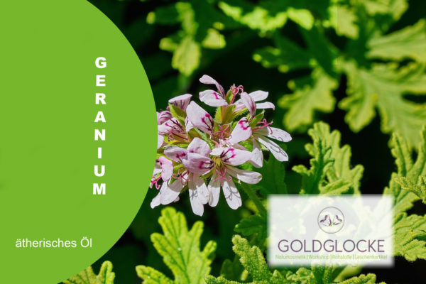 Geranium HP