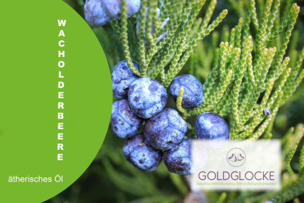 WacholderbeereHP