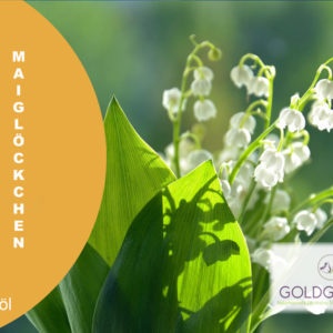 Maiglöckchen HP