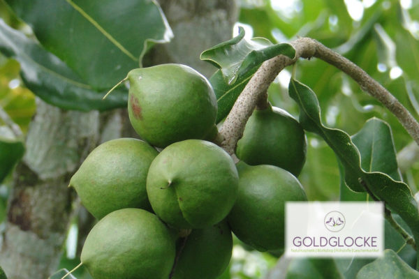 MacadamianussHP