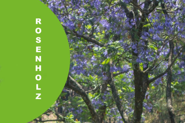 Rosenholz1