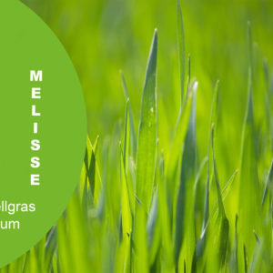 Melisse