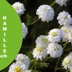 Kamille ro¨m