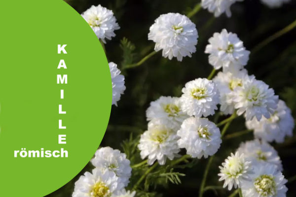 Kamille ro¨m