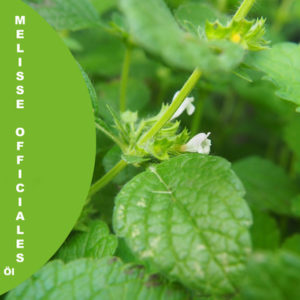 Melisse off