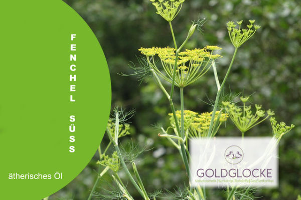 Fenchel Süß HP