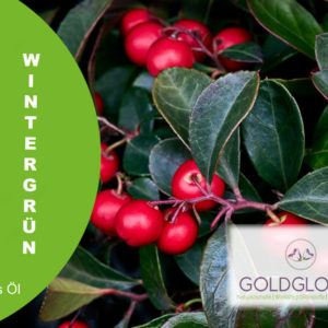 Wintergrün HP