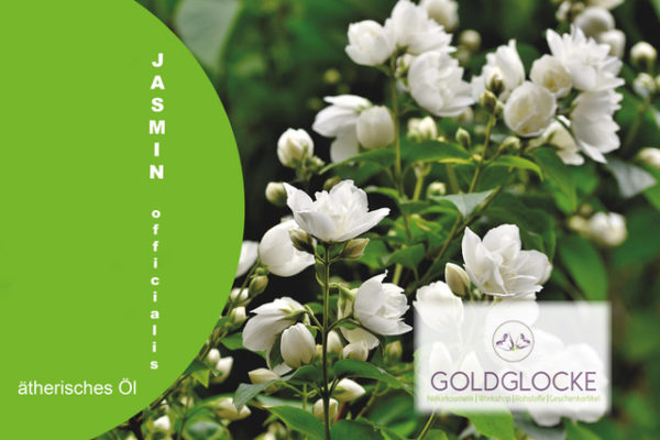 Jasmin HP