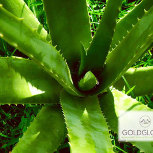Aloe Vera HP