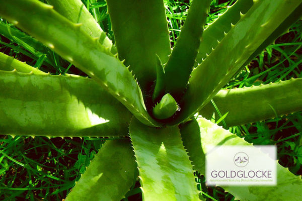 Aloe Vera HP