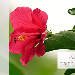 Hibiskusblüten HP