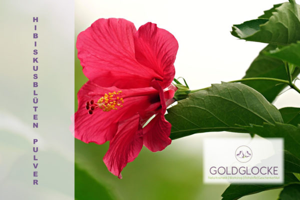 Hibiskusblüten HP