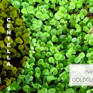 Centella HP