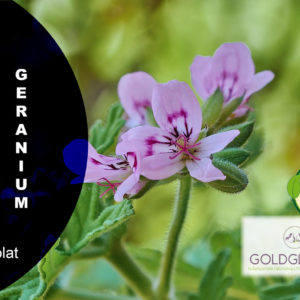 GeraniumHydr HP