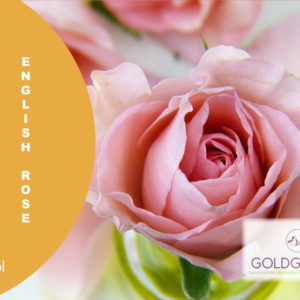 thumbnail_English Rose Hp