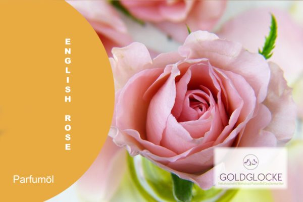 thumbnail_English Rose Hp